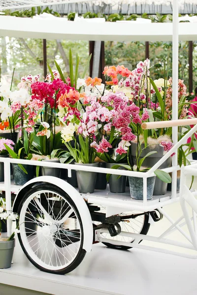 Orchid flowers in pots — Stock Photo, Image