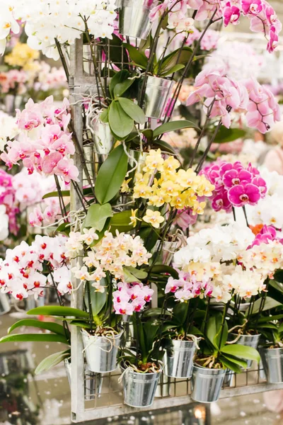 Fiori di orchidea nei POT — Foto Stock