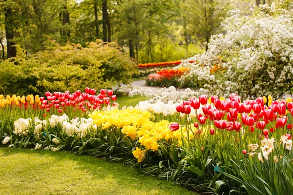 Színes tulipánok a kertben — Stock Fotó