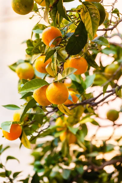 Träd med apelsiner — Stockfoto