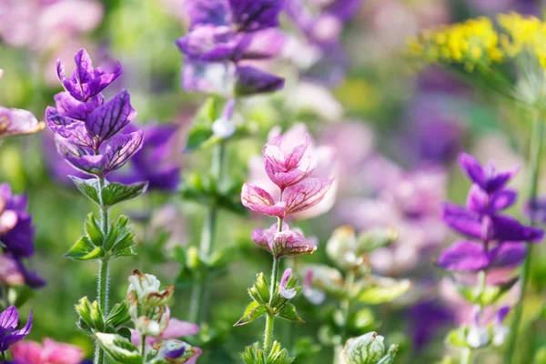 Purple flowers closeup — Stock Photo, Image