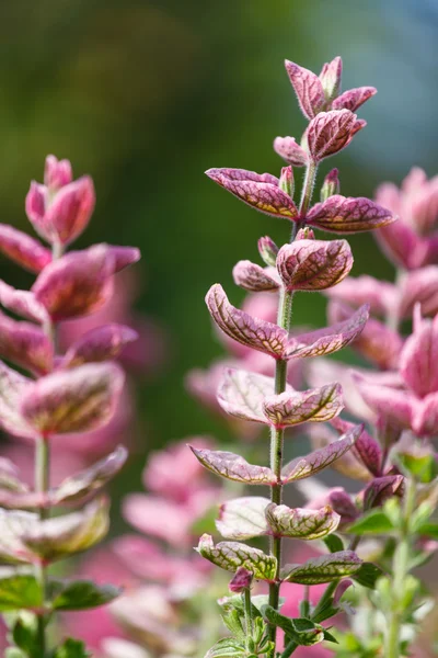 Lila blommor närbild — Stockfoto