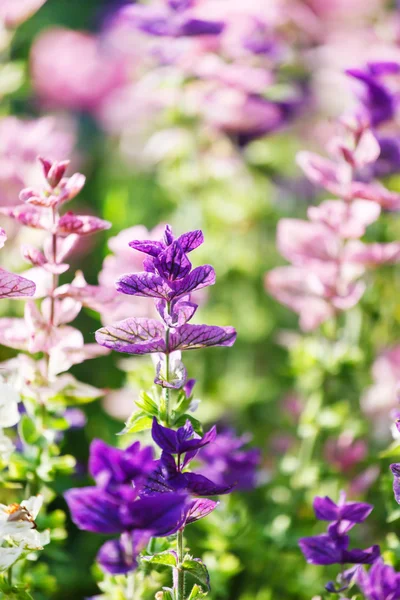 Lila Blüten Nahaufnahme — Stockfoto