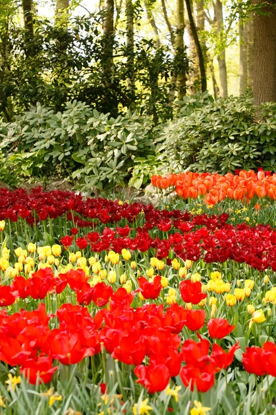 Giardino con fiori diversi — Foto Stock