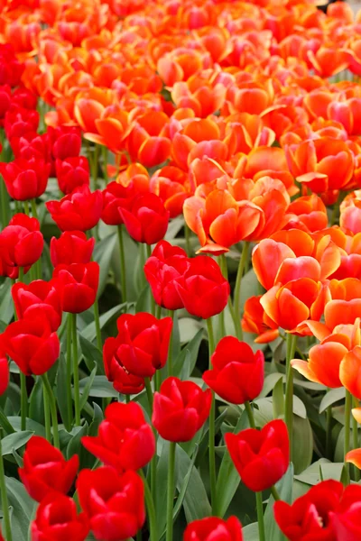 Orange tulips in garden — Stock Photo, Image