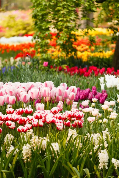 Ogród z różnymi kwiatami — Zdjęcie stockowe