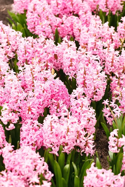 Field of pink hyacinth — Stock Photo, Image