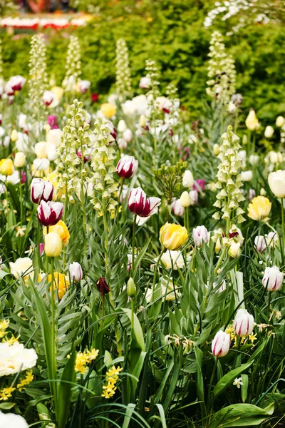 Jardim com flores diferentes — Fotografia de Stock