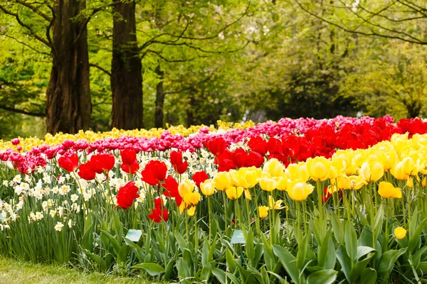 Färgglada tulpaner i trädgården — Stockfoto