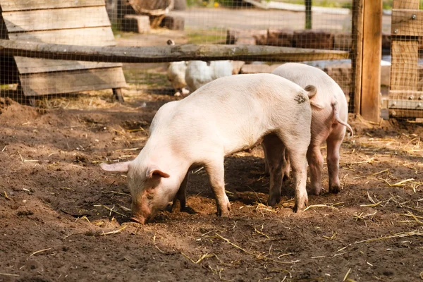 Twee varkens op de boerderij — Stockfoto