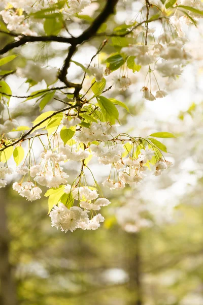 Kwitnące wiosną drzewa — Zdjęcie stockowe