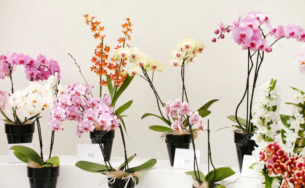 Orchid flowers in pots