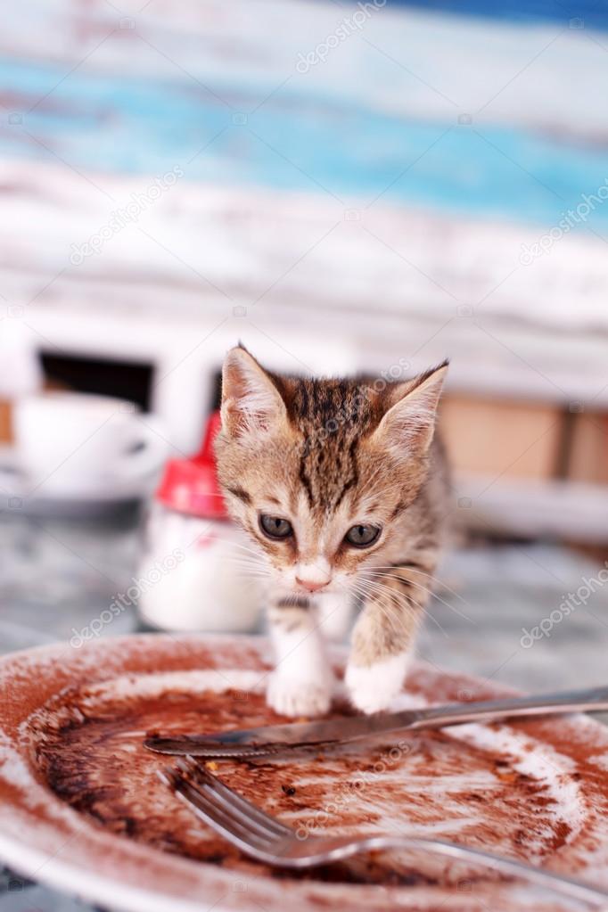 Nice kitten closeup