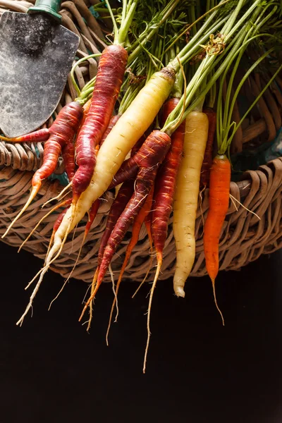 Fresh colorful carrots — Stock Photo, Image