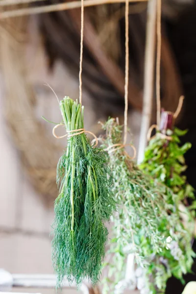Ervas frescas penduradas — Fotografia de Stock