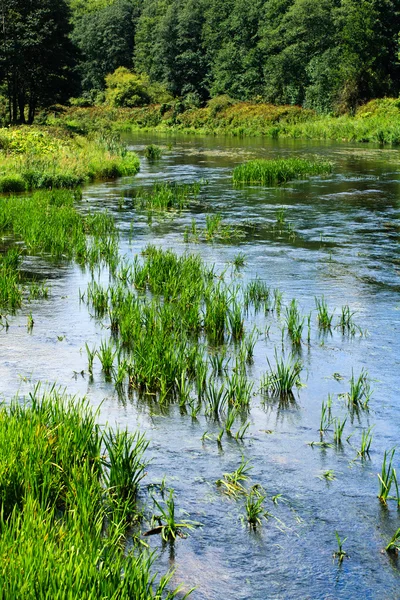 Zielone algi w rzece — Zdjęcie stockowe
