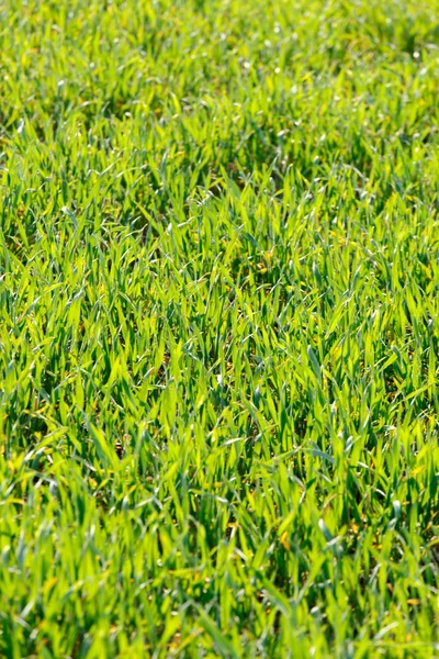 Green grass background — Stock Photo, Image