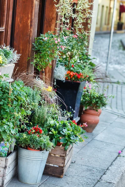 Blumen in Töpfen draußen — Stockfoto