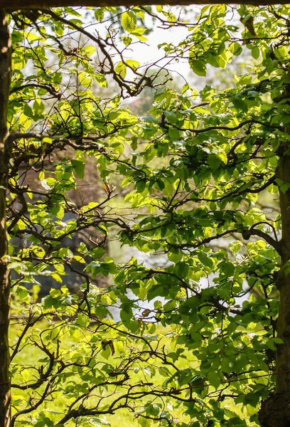 Garten mit grünen Bäumen — Stockfoto