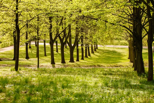Yeşil ağaçlı bahçe — Stok fotoğraf