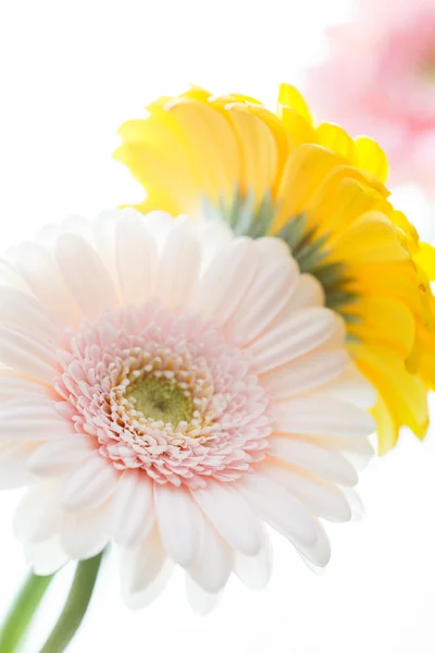 Pink and yellow gerbera flowers — Stock Photo, Image