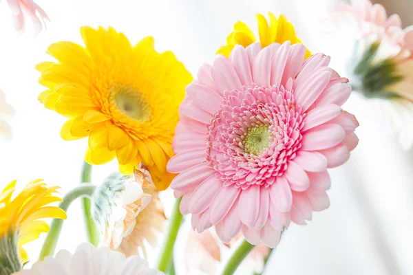 Rosa und gelbe Gerbera-Blüten — Stockfoto