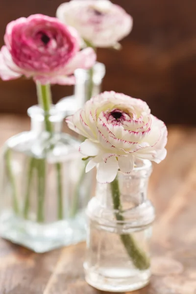 Ranunculus flores en jarrones — Foto de Stock