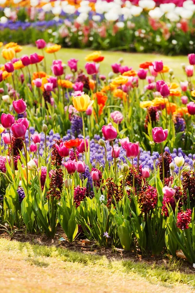 Colorful tulips in garden — Stock Photo, Image