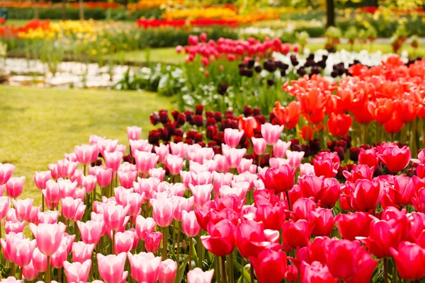 Barevné tulipány v zahradě — Stock fotografie