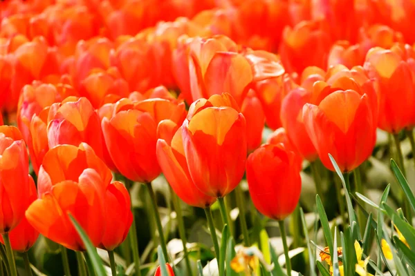 Jardín con flores en flor — Foto de Stock