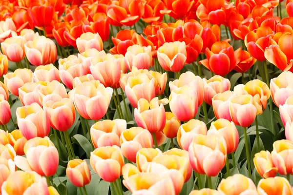 Garden with blooming flowers — Stock Photo, Image