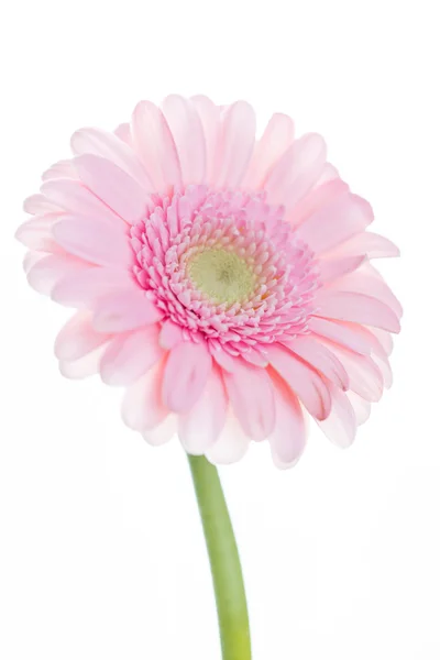 Flor de Gerbera rosa — Fotografia de Stock