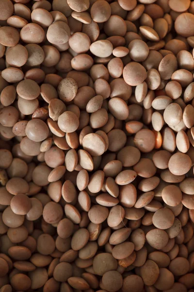 Fundo de lentilhas secas — Fotografia de Stock