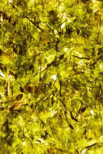 녹색 노리 배경 — 스톡 사진