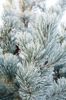 Frost'un üzerinde iğne ile köknar ağacı