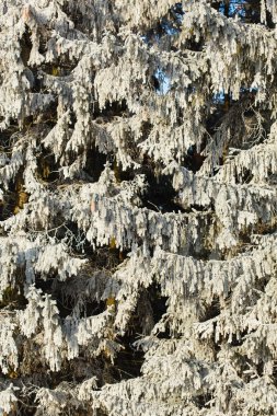 Çam Ağacı Kapanışı