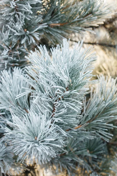 Fir tree with frost on needles — Stock Photo, Image