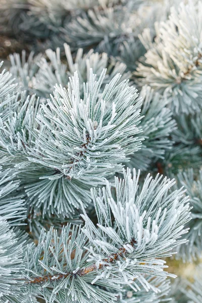 FIR tree med frost på nålar — Stockfoto