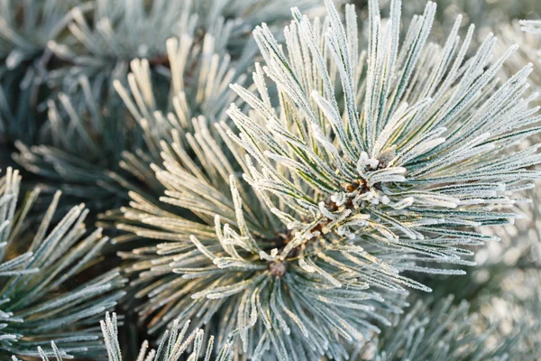 FIR tree med frost på nålar — Stockfoto