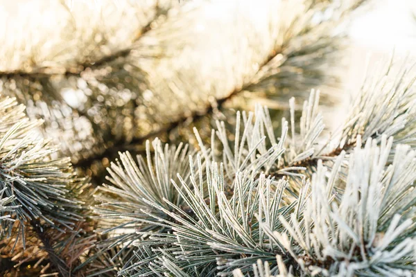 針に霜でモミの木 — ストック写真