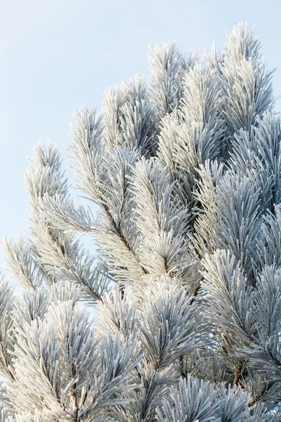 Sapin avec givre sur les aiguilles — Photo