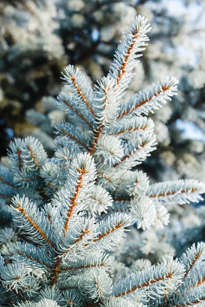 Tanne mit Frost auf Nadeln — Stockfoto