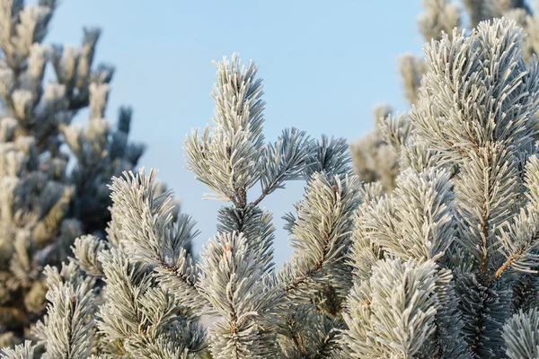 Pine tree closeup — Stock Photo, Image