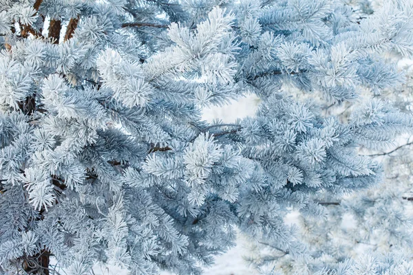 Fir tree with frost on needles — Stock Photo, Image