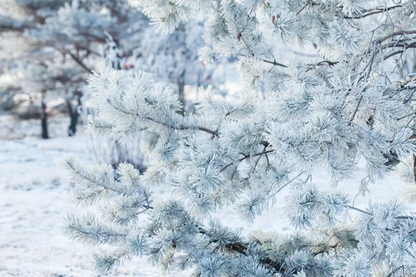 Fir tree with frost on needles — Stock Photo, Image