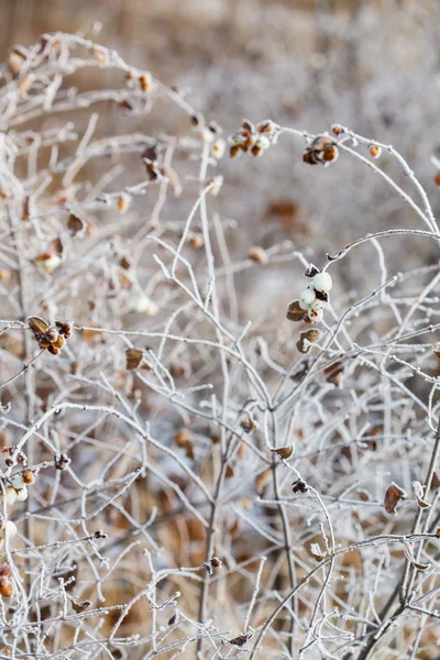 Torra växter i snö — Stockfoto