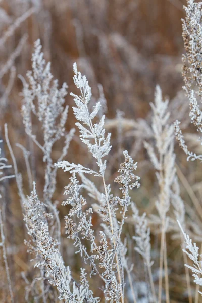 Dry plants in snow — Stock Photo, Image
