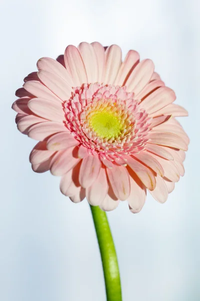 Gerbera rose Fleur — Photo