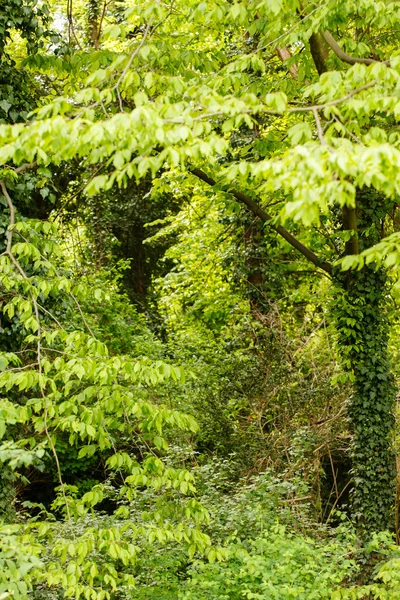 Frühlingsbäume im Garten — Stockfoto