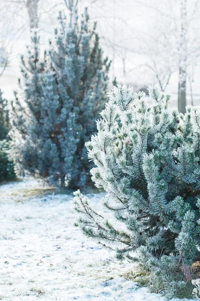 Granar i vinter skog — Stockfoto